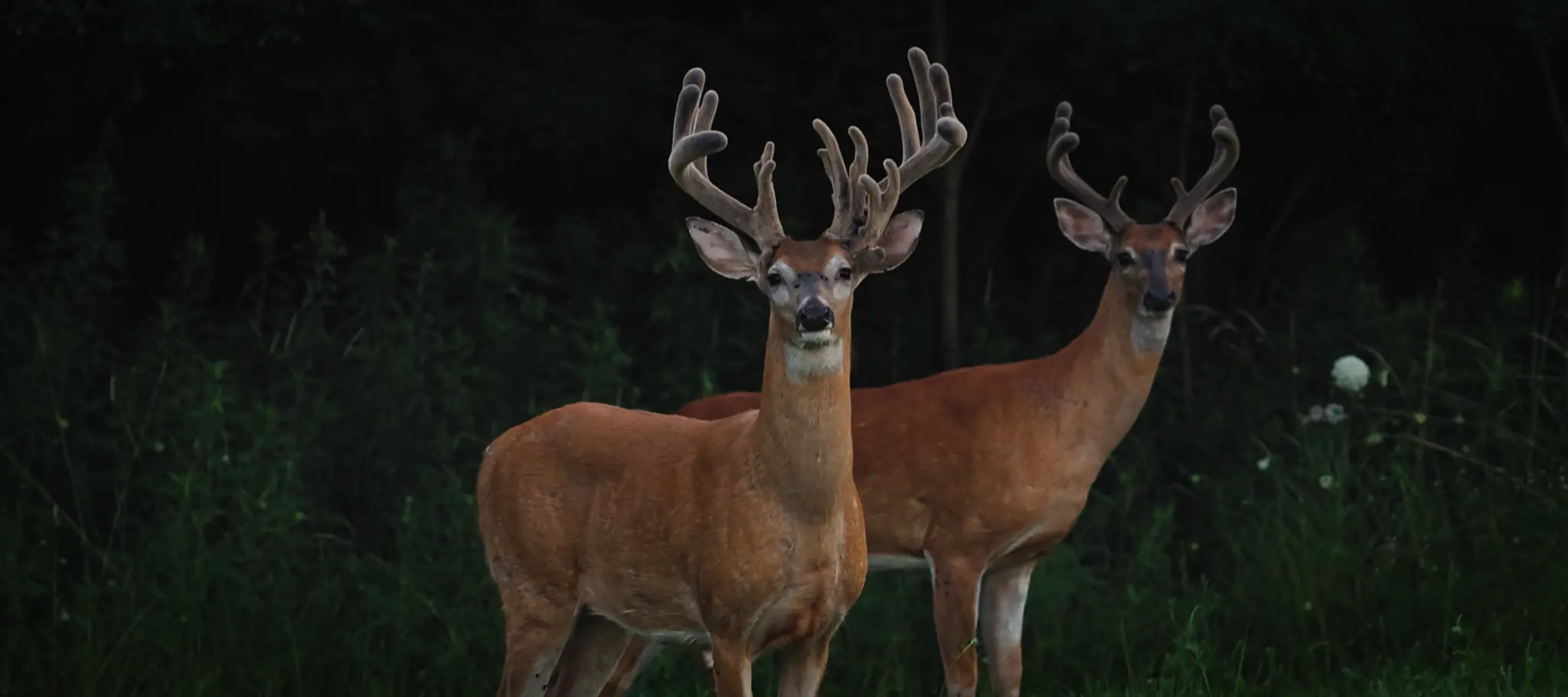 Two whitetail bucks in velvet at the edge of an Iowa field at dusk