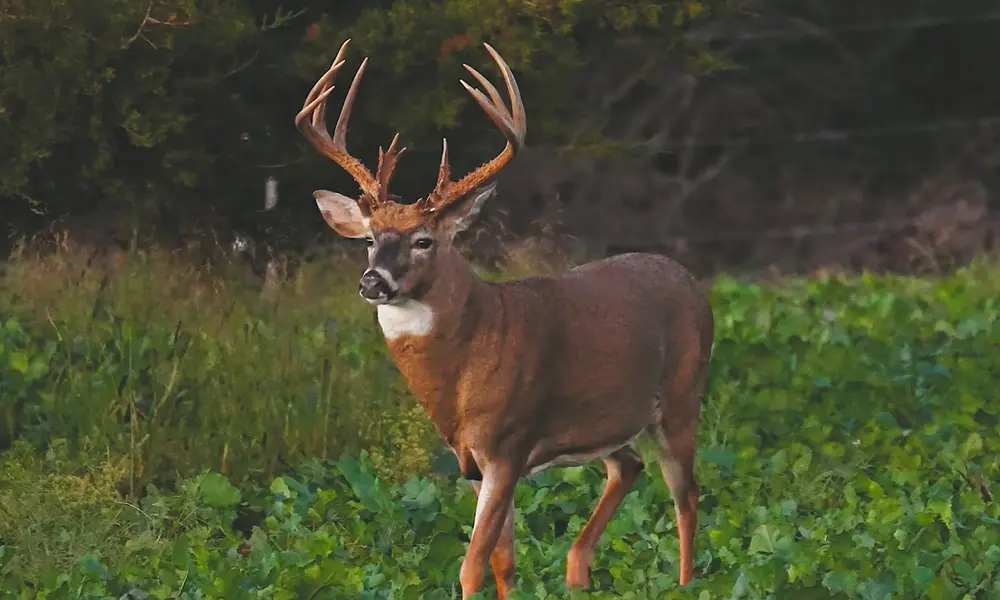 Food Plots